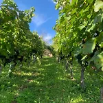 בית נופש Zerko - Vineyard With Sauna And Jacuzzi Free