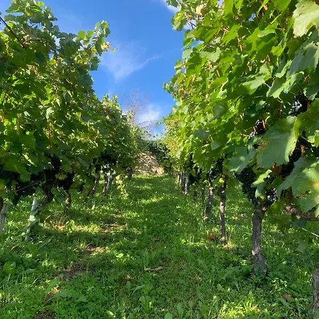 Nyaraló Zerko - Vineyard With Sauna And Jacuzzi Free