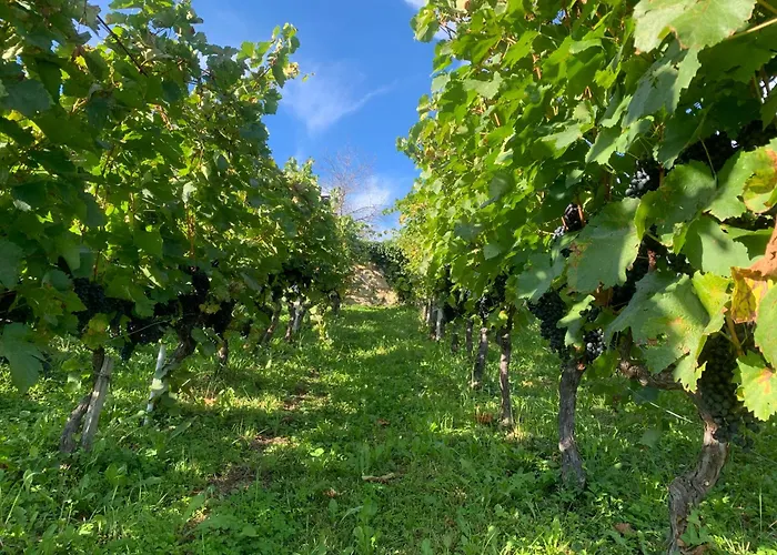 Ferienhaus Zerko - Vineyard With Sauna&jacuzzi Free