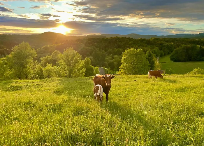 Zerko - Vineyard With Sauna&jacuzzi Free Ferienhaus